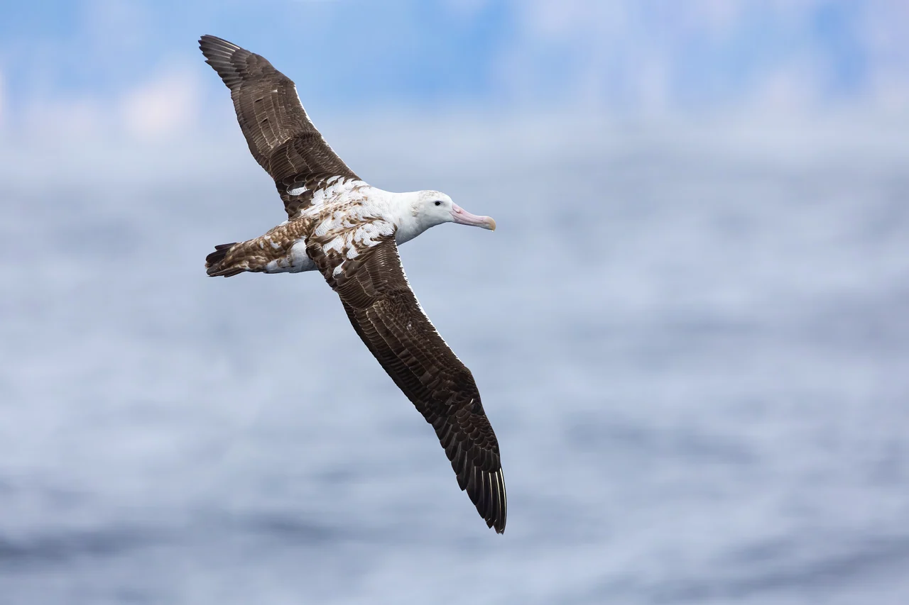 Gibson’s albatross soaring above the sea off Tasmania with its long wings outstretched.