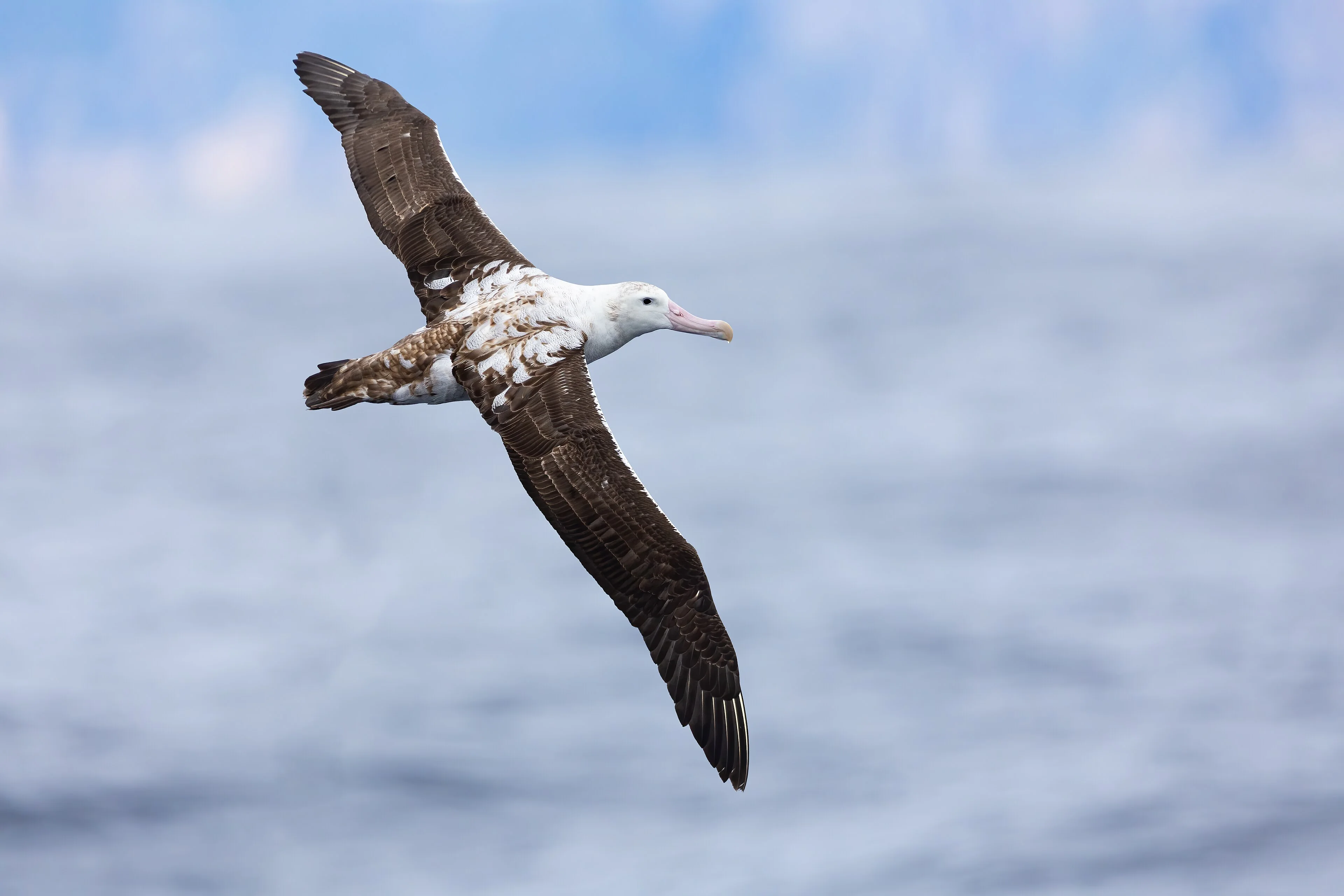 Gibson’s albatross soaring above the sea off Tasmania with its long wings outstretched.