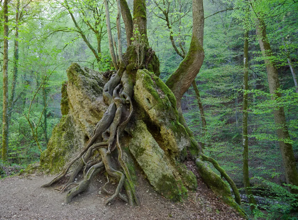 Exposed tree roots spread across rocks in a lush green forest in Kiental, Germany.